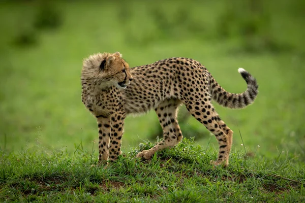 Детеныш гепарда стоит на насыпи, оглядываясь назад. — стоковое фото