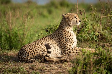 Cheetah kir bankasının başında yatıyor