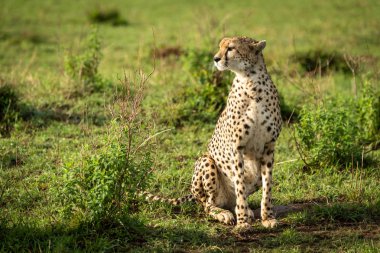 Cheetah baş dönüm yapraklı çalılar arasında oturur