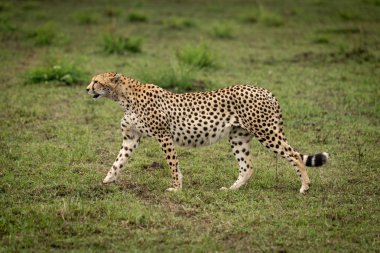 Cheetah profilde kısa çim üzerinde yürür