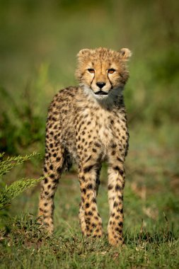 Cheetah cub çim üzerinde kamera karşı karşıya duruyor