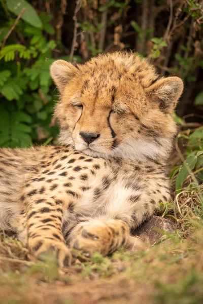 Крупный план детёныша гепарда спящего под кустом — стоковое фото