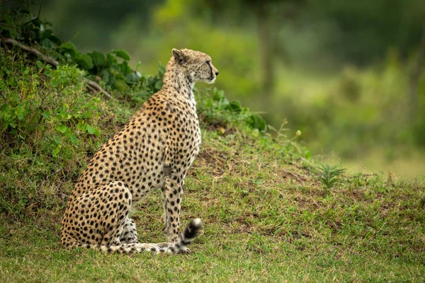 Cheetah se sienta junto al banco de hierba en el perfil — Foto de Stock