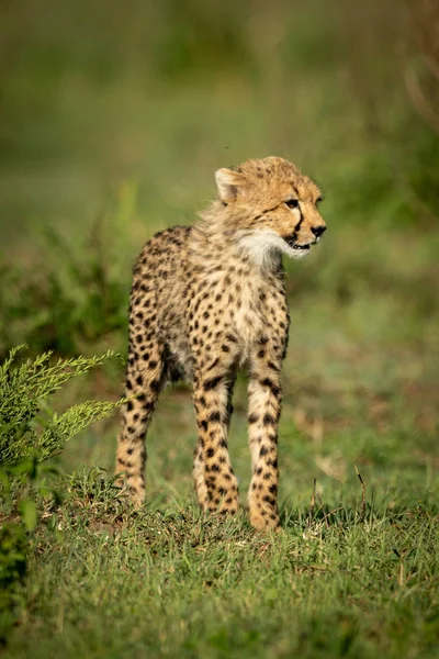 Gepard je v trávě na slunci — Stock fotografie