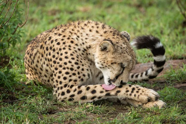 Cheetah miente por frondoso arbusto lamiendo pierna — Foto de Stock
