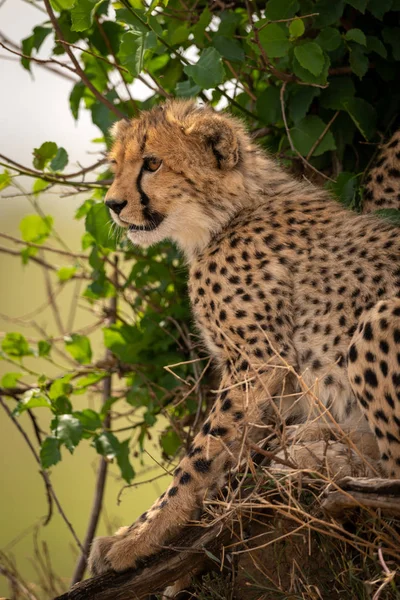 Blízka gepard vedle keře obrácená doleva — Stock fotografie