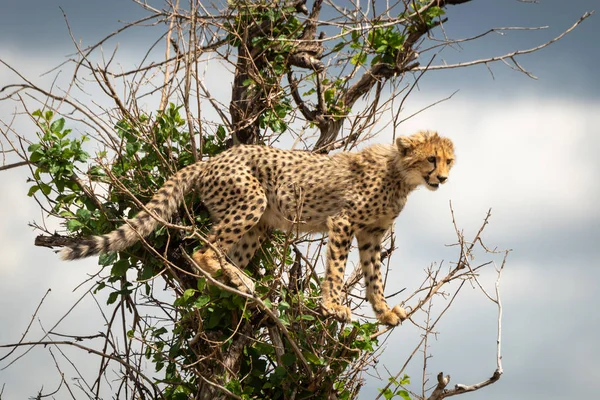 Cheetah cub áll néz le bokor — Stock Fotó