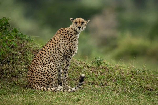 Cheetah sits by grassy bank eyeing camera — Stock Photo, Image