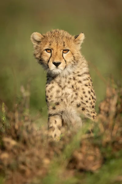 Cheetah Cub zit in Grass facing camera — Stockfoto