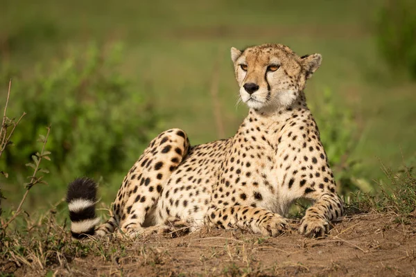 Cheetah lies on dirt bank turning head — Stock Photo, Image