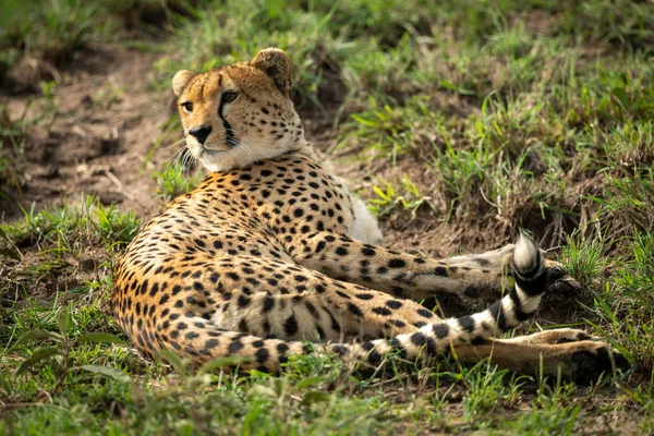 Cheetah leży w niejednolity trawa patrząc wstecz — Zdjęcie stockowe