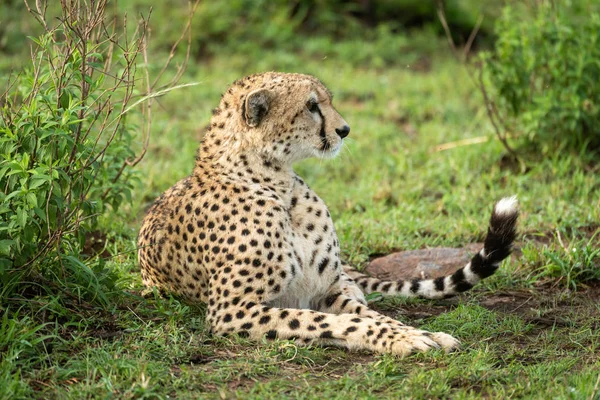 Cheetah se encuentra junto a arbusto frondoso mirando a la derecha — Foto de Stock