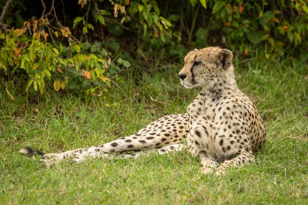 Cheetah a fűben fekve lombos bokrok közelében — Stock Fotó