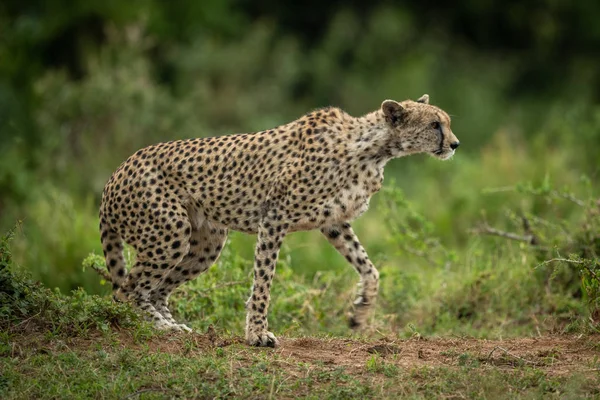 Cheetah gets up to cross grassy plain — Stock Photo, Image