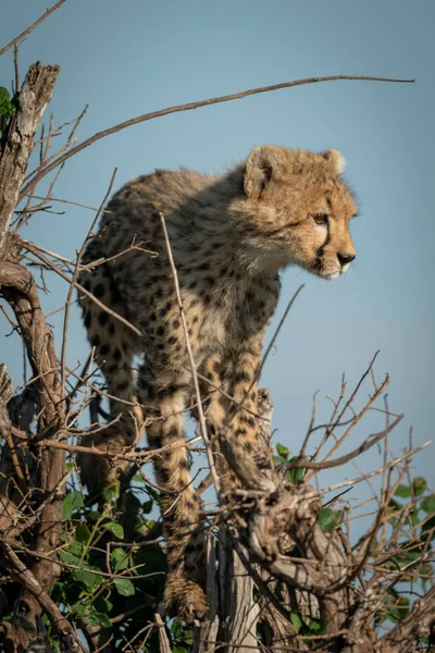 Cheetah cub stands in bush looking right