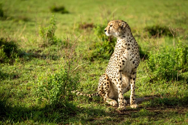 Cheetah est assis parmi les buissons feuillus regardant à gauche — Photo