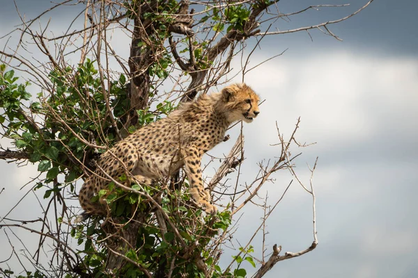 Cheetah cub ül keres le ágak — Stock Fotó