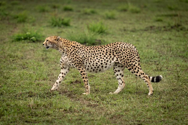 Cheetah caminha sobre grama curta no perfil — Fotografia de Stock