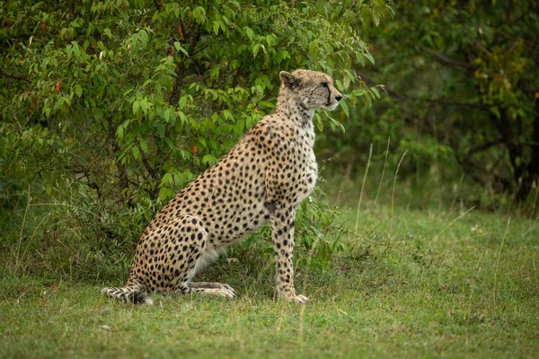 Gepard sitzt am grünen Busch im Profil — Stockfoto