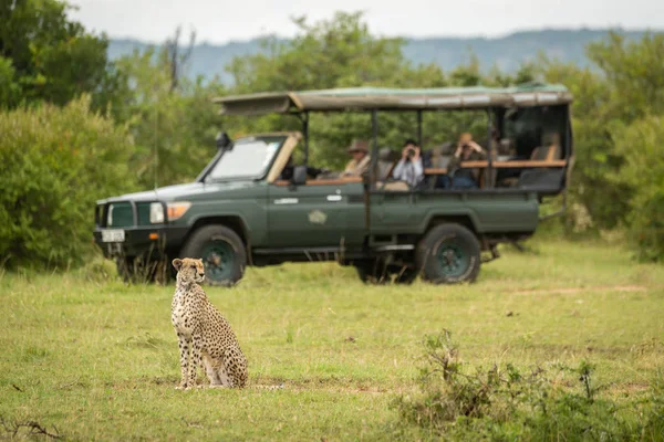 Cheetah sentado na grama com caminhão atrás — Fotografia de Stock