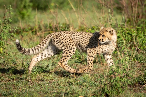 Cheetah cub runs through bushes looking back