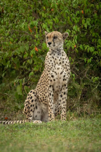 Cheetah ül a leveles bokor körülnézett — Stock Fotó