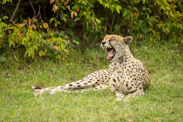 Cheetah ligt geeuwen in het gras door Bush — Stockfoto