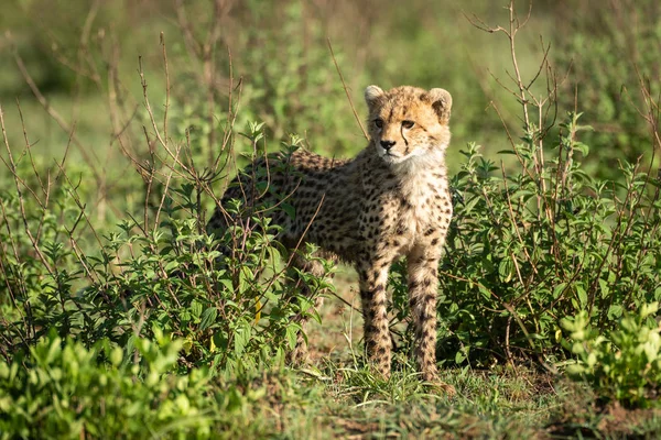 Gepard se tyčí mezi keři, který se dívá vlevo — Stock fotografie