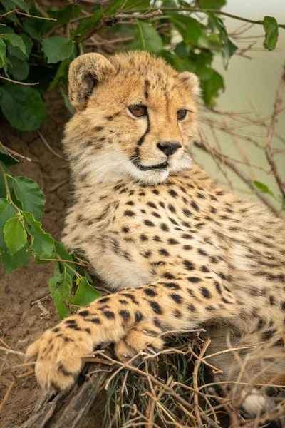 Höyük karşı eğiliyor Cheetah cub yakın çekim — Stok fotoğraf