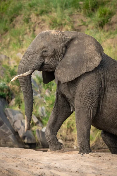 Close-up de Africano arbusto elefante escalada praia — Fotografia de Stock