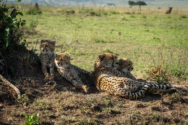 Гепард лежит с тремя детенышами в тени — стоковое фото