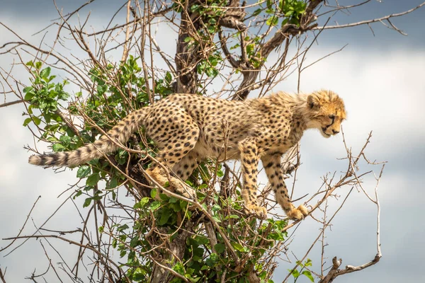 Guépard se tient debout regardant vers le bas des branches — Photo