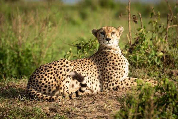 Gepard leží na kameře na hlíně — Stock fotografie