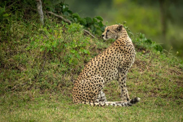 Cheetah se sienta junto al banco de hierba mirando hacia atrás — Foto de Stock