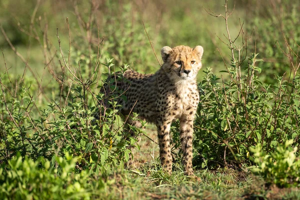 Guépard se tient entre les buissons regardant à droite — Photo