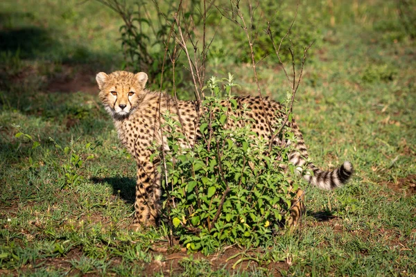 Guépard se tient derrière buisson tournant la tête — Photo