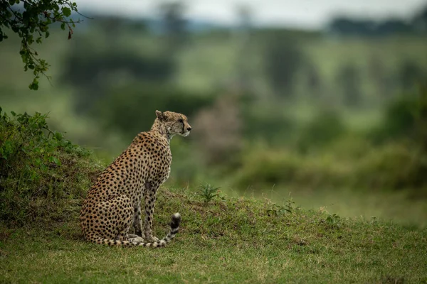 Cheetah сидит в профиль на травянистый банк — стоковое фото