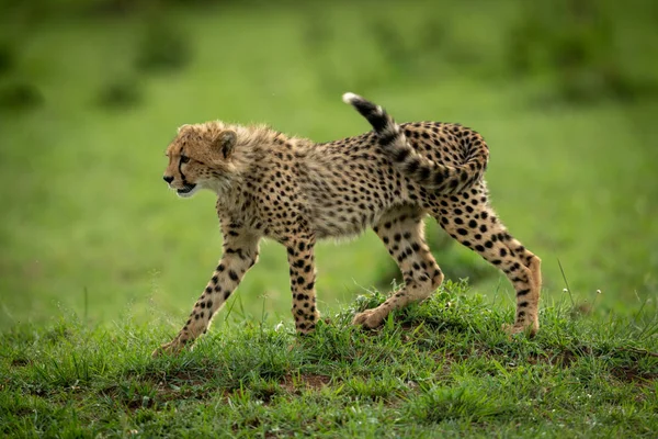 Cheetah cub walks over mound in grass — Stock Photo, Image