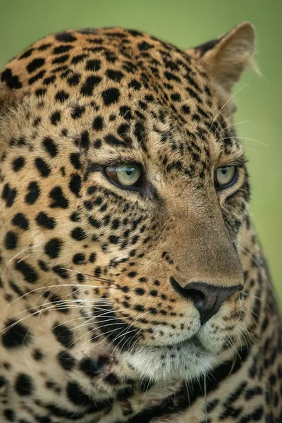 Primo piano del volto maschile del leopardo girato a destra — Foto Stock