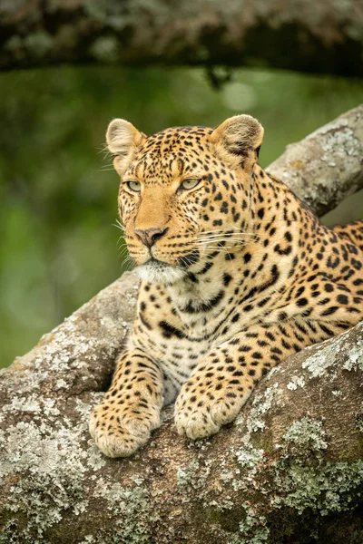 Close-up van Leopard liggend in met korstmossen bedekte boom — Stockfoto