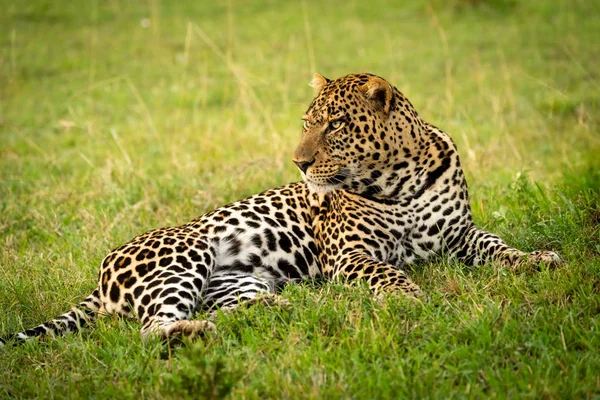 Primo piano del leopardo maschio sdraiato testa abbassante — Foto Stock