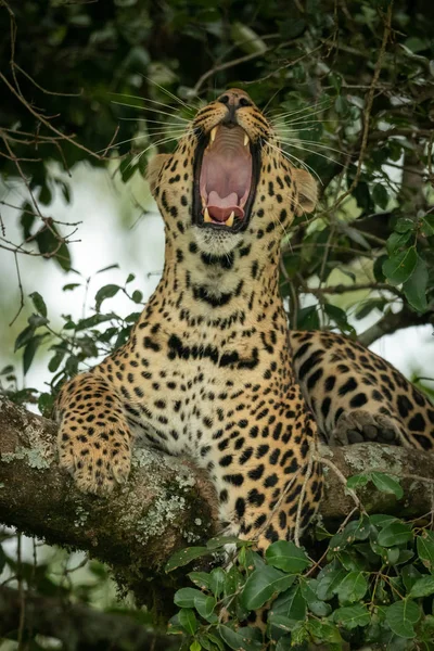 Крупним планом леопард лежить позіхання на гілці — стокове фото