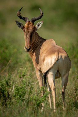 Coke hartebeest savana üzerinde arka arkaya bakarak duruyor