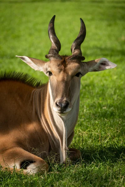 Primer plano de la tierra común acostado frente a la cámara — Foto de Stock