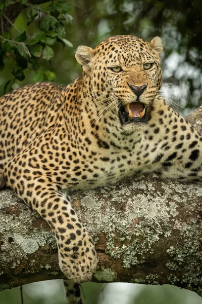 Крупним планом леопард лежить снарк на гілці — стокове фото