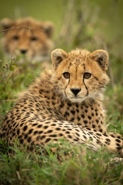 Close-up of cheetah cub lying by another — Stock Photo, Image