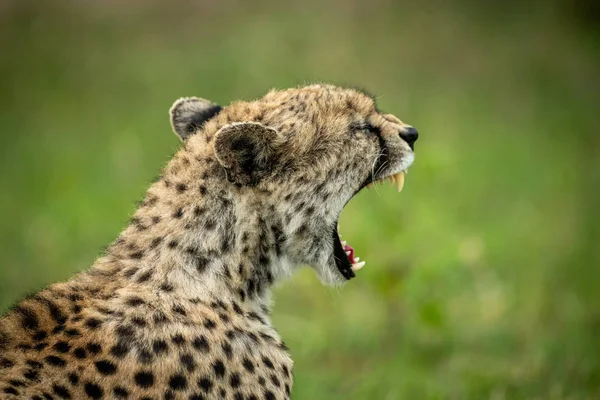 Close-up of cheetah sitting yawning in grass — Stock Photo, Image