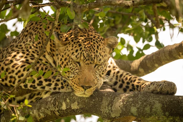 Close-up van Leopard slapen op met korstmossen bedekte takken — Stockfoto