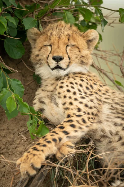 Close-up van Cheetah Cub slapen door Bush — Stockfoto