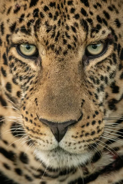 Primo piano del leopardo maschio che fissa con attenzione — Foto Stock